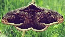 Moth prevention tips