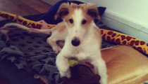Pet Insurance Guide
